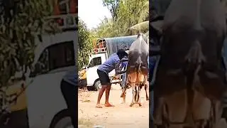 halikar chimnya  breeder ||cow heating process #cow #bullfarm #sharyat #bull #animals #cattle