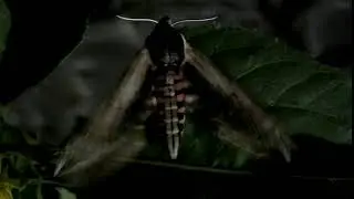 privet hawk moth warming up