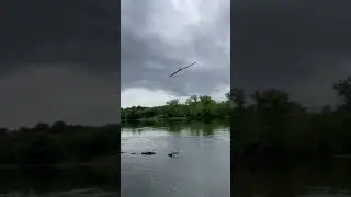 Fisherman rages after losing state record #bassfishing #nature #whitebass #bassfish #train #sandbass