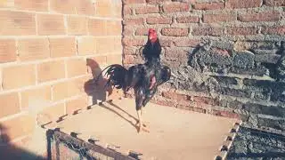 Cuide da plumagem do seu Galo