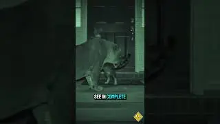 Cats&rsquo; Night Vision Is Weirder Than You Think 🌙👀
