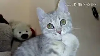 Антицарапки для котов || Anti-scratch for cat's