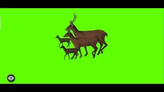 Green Screen Deer Family | @syedashahtv #deer #deerhunting #deerhunt #cow #animation #greenscreen