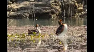 SOMORMUJO LAVANCO 22/05/2024  // Great Crested Grebe 05/22/2024