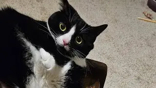 life with 9 cat rescues ❤️