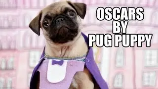 Oscars by Pug Puppy 2015 (Best Picture Nominees)