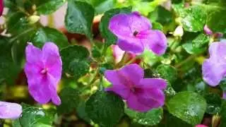 Fleissiges Lieschen HD Relax