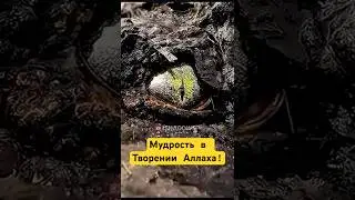 Удивительное Творение Аллаха! (ч. 41) #shotrs