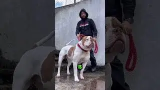 CUTE but Deadly DOGS #shorts