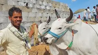 Devarakadra eddula santha videos | Oxen market 2022 | Telangana cattle market &lrm;@purnafarms&nbsp;