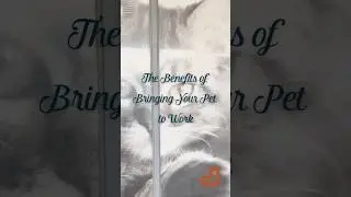 Benefits of Bringing Your Pet to Work