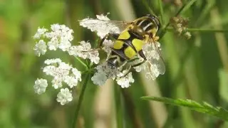 De insecten van het domein Kriephoek in Semmerzake bij Gavere door Catherine Boone