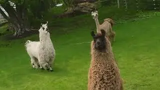 Learn About Llamas