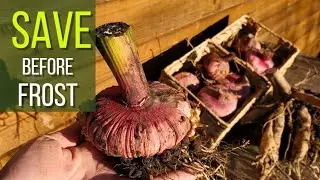 SAVE BEFORE FROST | How to Dig Up & Store Dahlia Tubers and Sword Lily Corms