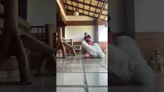 Fada deita fica toca #adestramento #kuvasz #cachorro #cachorros #pets #dog #c&atilde;o #dogtraining