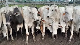 Feira do Gado em Surubim Pernambuco 31 de Maio de 2024 $$$ MUITO GADO BOM!