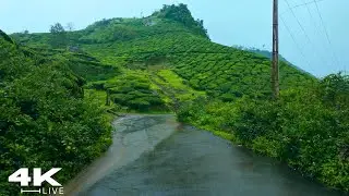 Immersive 4K: Chilling Mist, Torrential Rain & Cold Downpour Walk | ASMR for Deep Sleep & Relaxation