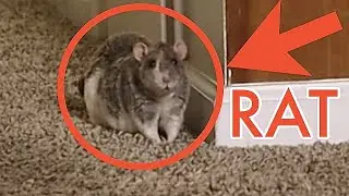 Pet Rat Free Roam Vlog