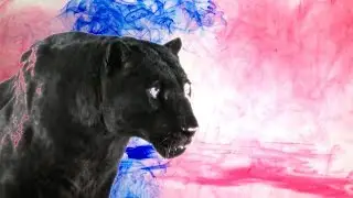 Desert Mountain Tribe - Chemical Genius (feat. Najma Akhtar)