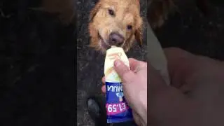 Fitz loves squeezy cheese