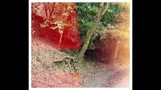 Oldbury Court, Frenchay 8 Miles 3 Boot walk