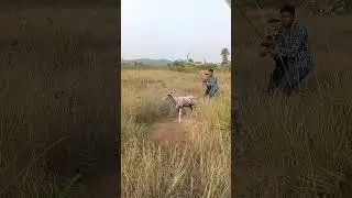 Deer 🦌#reel #reels #trending #viral #viralreels #video #tiger #wildlife #reelsvideo