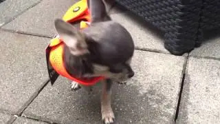 Comfy-Harness Mesh Fluo Orange - De Chihuahua Shop.nl