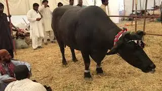 World Famous Banni/Kundi Buffalo | Dooso Jatt Kundi Bufalo
