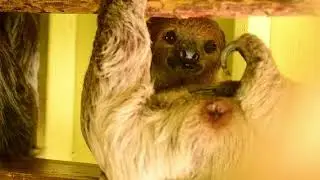 Sloth Encounter - An intimate & breathtaking moment