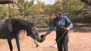 Gentling Wild Mustangs - Chapter 2