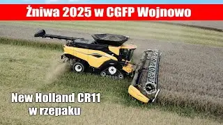 New Holland CR11 w rzepaku - żniwa 2025 w CGFP Wojnowo