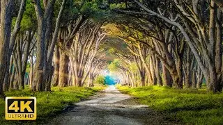 Amazing Nature Video