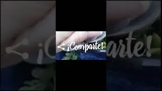 #SHORT Donde hay hormigas en nuestras plantas.... 🐜🐜🐜 #plantas #suculentas #hormigas #plagas