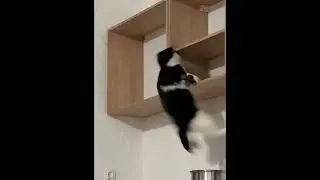 Destructive cat😼#cat