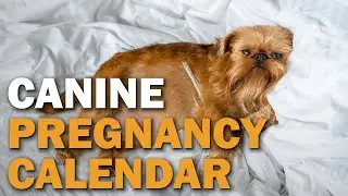Canine Pregnancy Calendar | CKC's Talkin' Dogs List Show