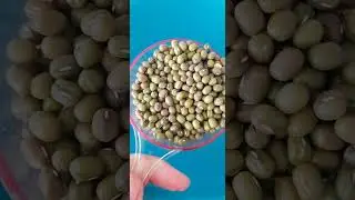 #paso1#germinados#legumbres#sprouts#groddar#f&aacute;cil#barato#nutritivo#l&auml;tt#easy#cheap#saludable