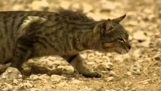 Chat qui chasse.