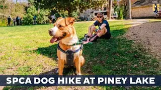 Spartans take SPCA Dogs on Hike at Piney Lake