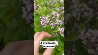 Душица или Орегано