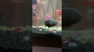 Snail cleaning tank #aquarium #fishtank #snail #fish