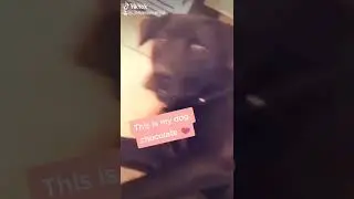 Please help my dog 💙