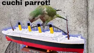 My best TITANIC submersible MODEL unboxing with CUCHI PARROT! 🦜 livestream 🔴