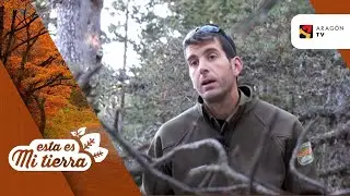 El Pino Negro de la Sierra de Gúdar