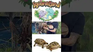 Meeting Indotestudo Forstenii at iguanaland! #tortoise