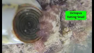 Octopus eating snail in Jamaica with Jason George Photography