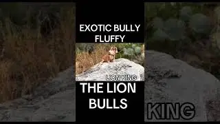 EXOTIC BULLY  BULLY FLUFFY