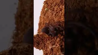 люковый паук Ctenizidae охотится #insects #experiment #nature #wildlife #spider