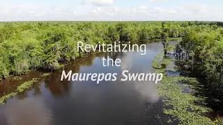 Revitalizing the Maurepas Swamp