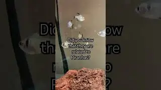 Fun fact about the Black Phantom Tetra