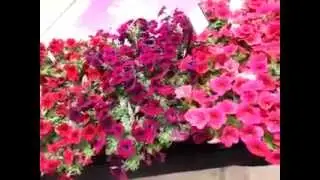 2014 Spring Trials: BALL New Easy Wave Velour Series Petunia II